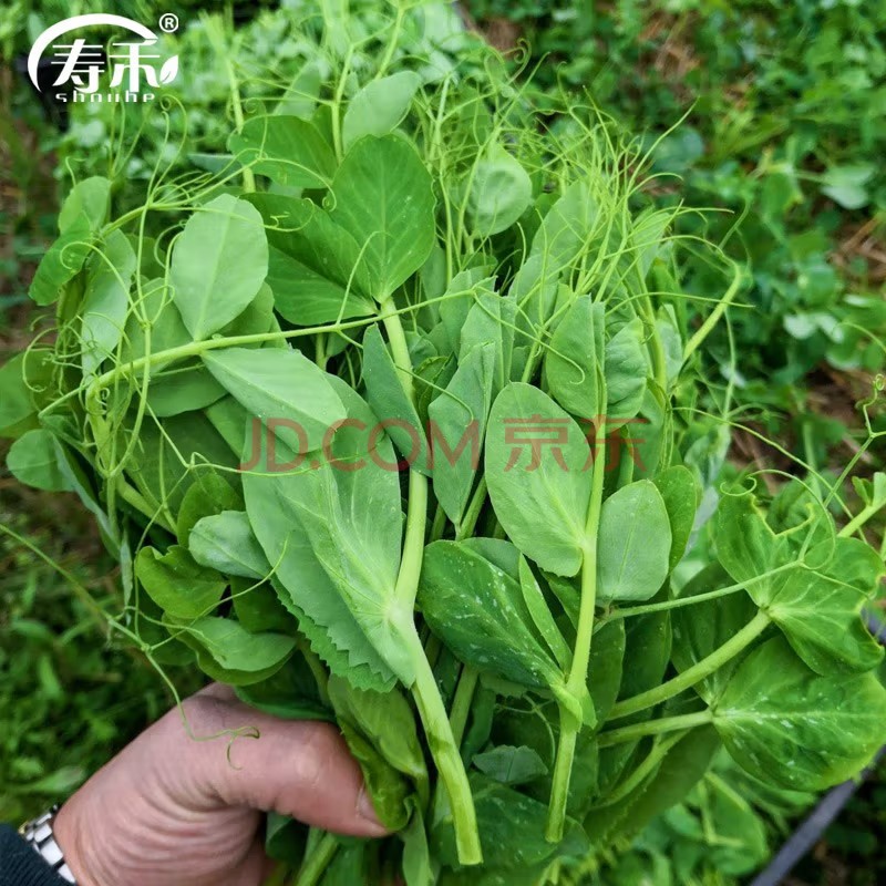 当季秋冬季蔬菜种子适合10-1月种植 豌豆尖种子