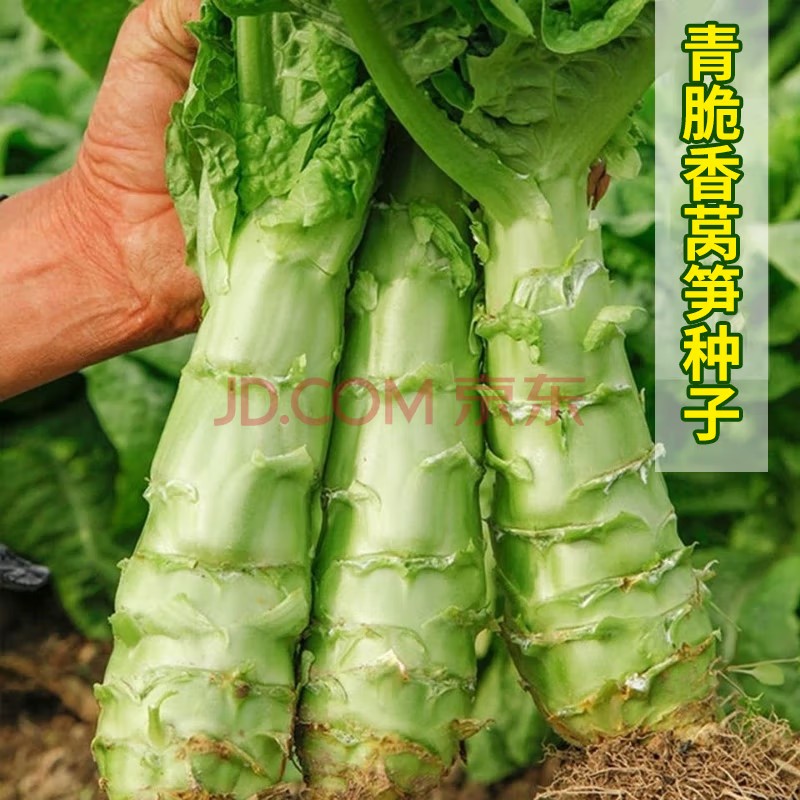 青脆香莴笋种子四季莴苣莴笋菜种籽