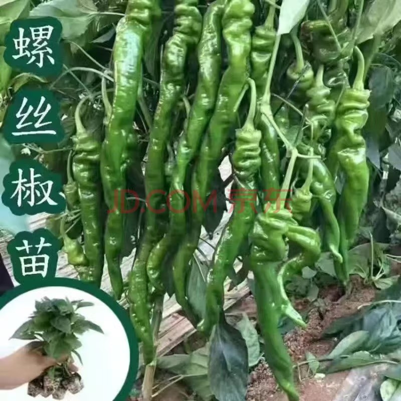 美外 辣椒秧苗四季种植蔬菜苗种苗