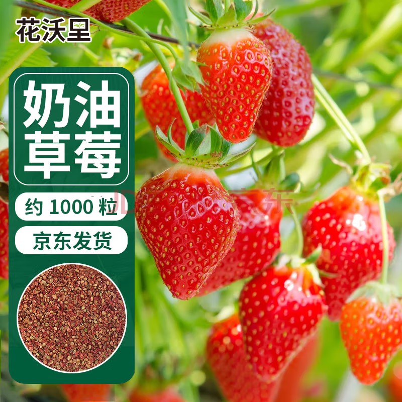 花沃里奶油红草莓种子1000粒