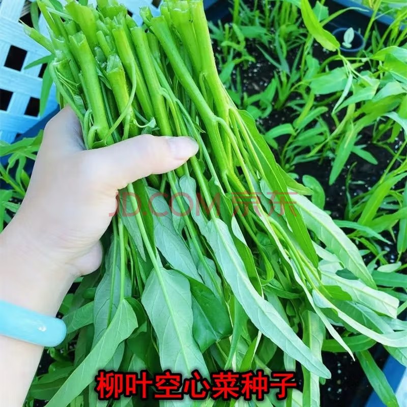空心菜种子柳叶白梗空心菜小叶青菜种籽阳台